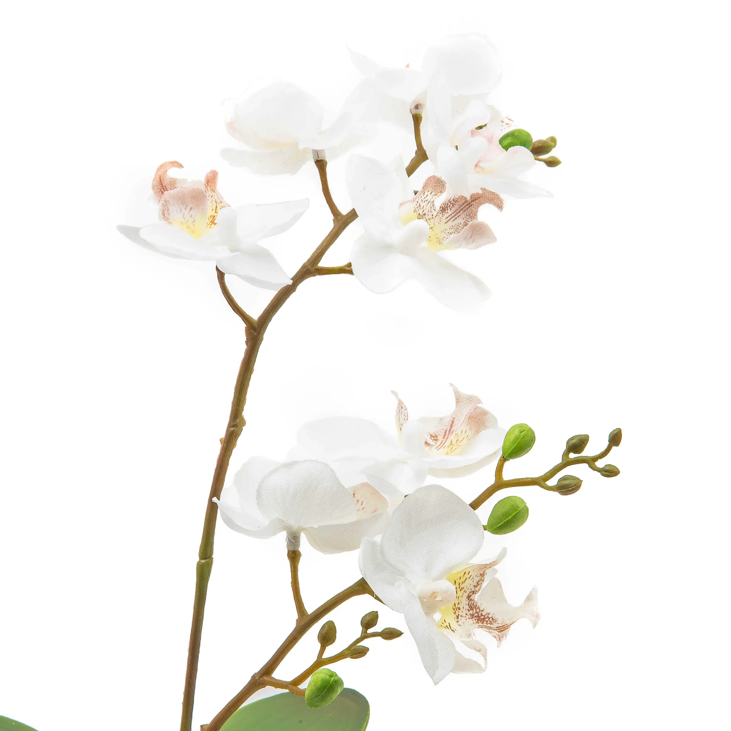 Royal Toile Potted Orchid - Small|MacKenzie-Childs Sale