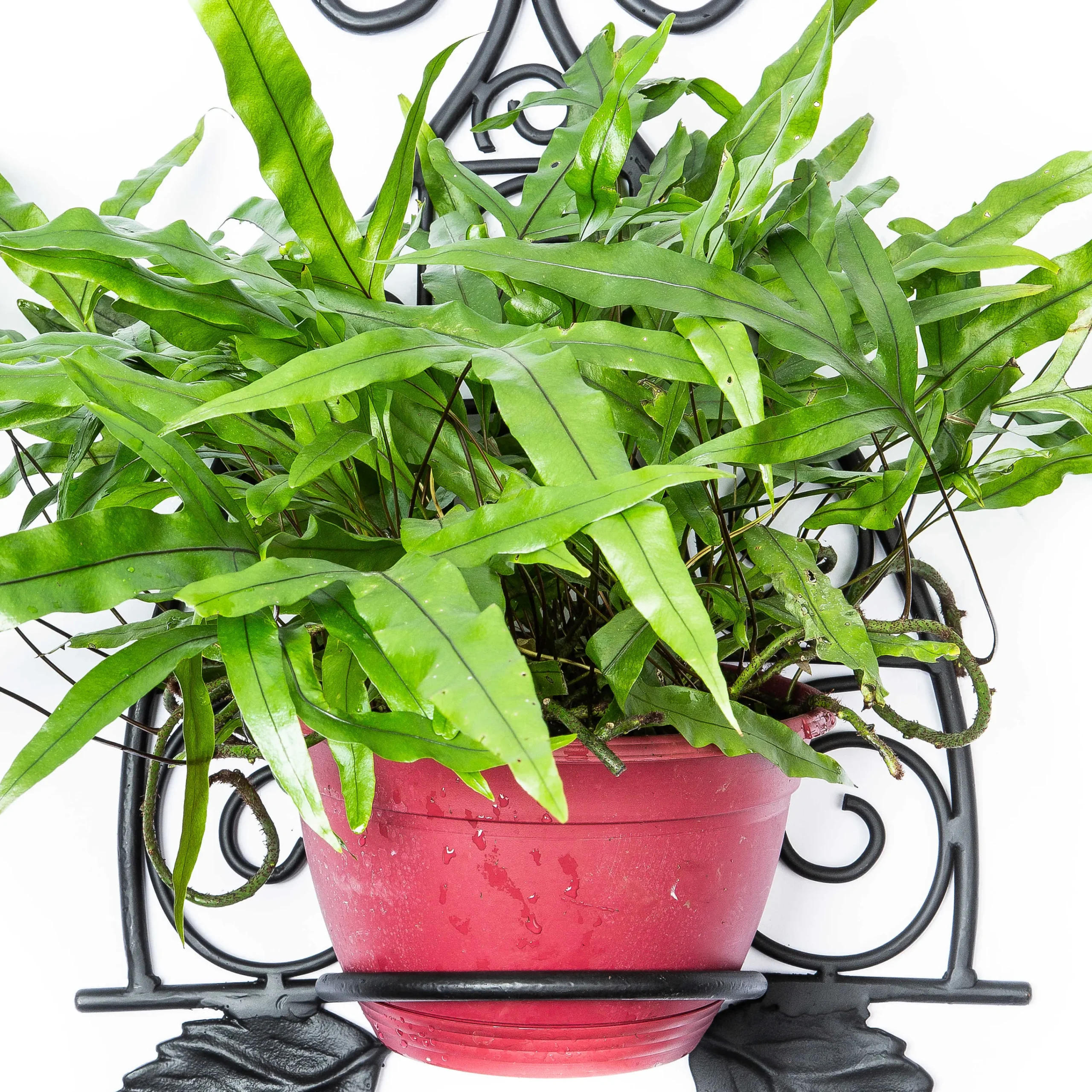 Scroll Wall Plant Holder|MacKenzie-Childs Sale